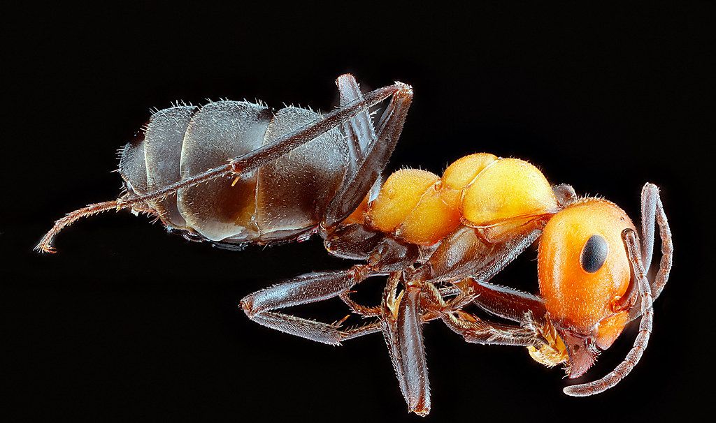 Ant Control service in Aurora, IL