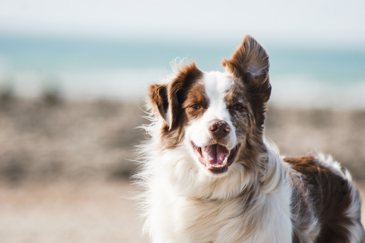 Flea & Tick Control service in Aurora, IL