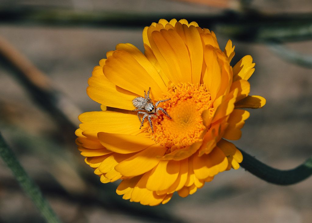 Spider Control service in Aurora, IL